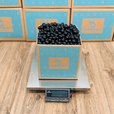 Jaboticaba aka Brazilian Grapes Grapes Tropical Fruit Box